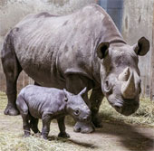 Rare rhinos in East Africa give birth
