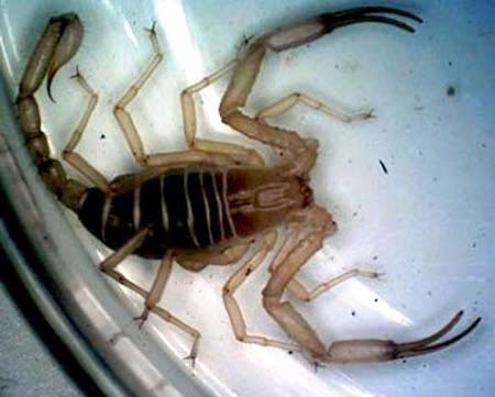 Rare scorpion detection in Vietnam