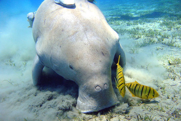 Rare sea cows are cut off in Phu Quoc