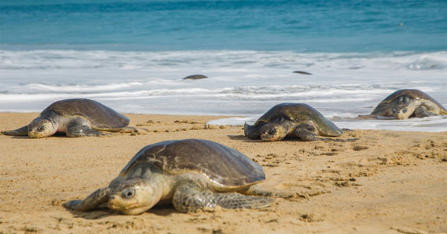 Rare sea turtles die in mass in Mexico