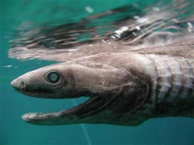 Rare shark species discovered