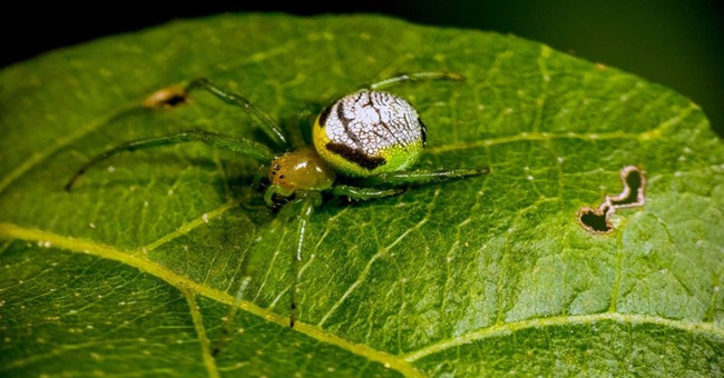Rare spiders with the same buttocks as aliens