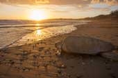 Rare turtles were first born after more than 100 years