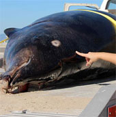 Rare whales drift on American beaches