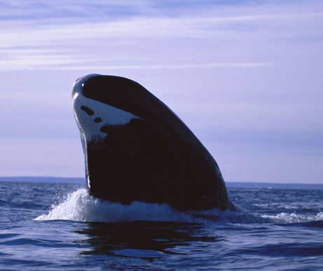Rare whales live nearly 2 centuries