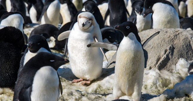 Rare white feather penguins stand out among the herd