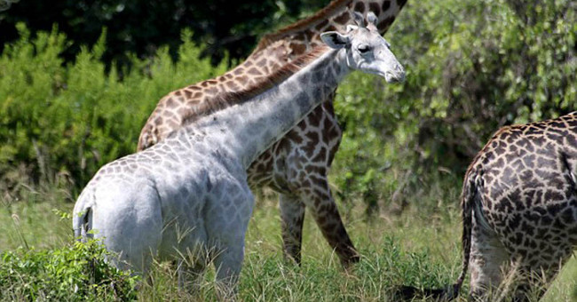 Rare white giraffes in nature