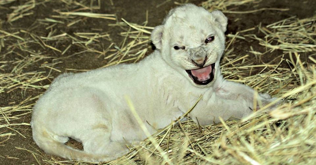 Rare white lion was born in America