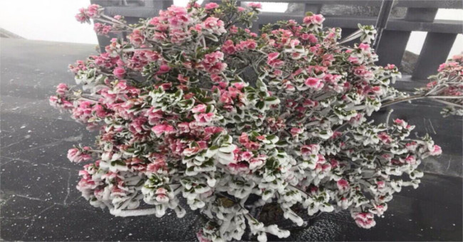 Rarely: Flaming rhododendron blossoms into snowflakes on Mount Fansipan