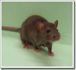 Rats also have emotions