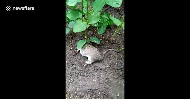 Rats live 40 days with plants growing on their backs