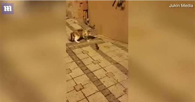 Rats respond to panic cat regress