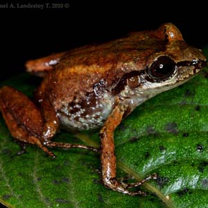 Re found 6 frogs' rare species