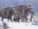 Read mammoth DNA
