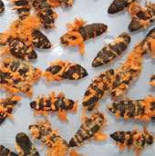 Ready to transfer the technology of Cordyceps fungus