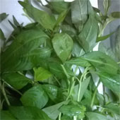 Real damage to laksa leaves reduce the desire of gentlemen