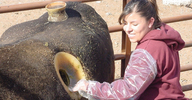 Real damage to the big holes are carved on the belly of the cow is causing anger