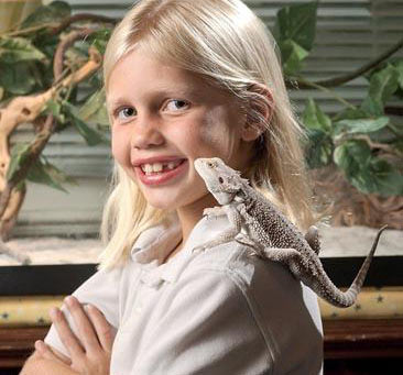 Real lizards 'lay' out plastic lizards