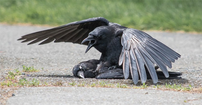 Reasons for crow mating with the same type