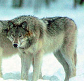 Recognition technology wolf tru