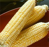 Recognizing 4 genetically modified corn varieties for food