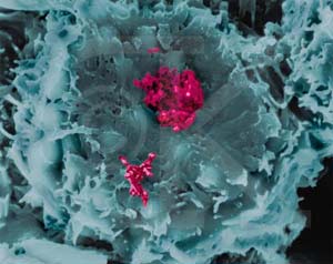 Reconstructed virus from human genome.
