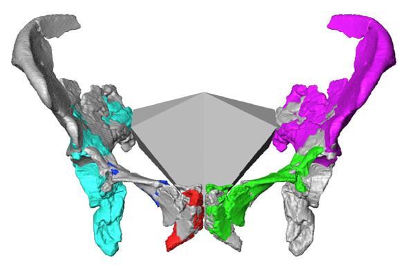 Reconstructing the pelvis of Neanderthal women