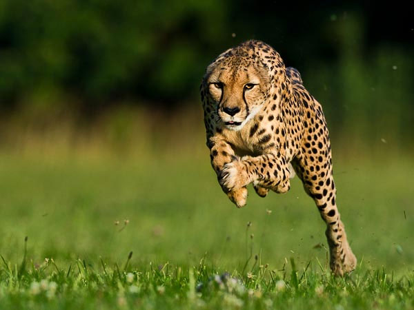 Record breaking jaguars run the fastest in the world