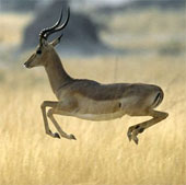 Record in the animal world