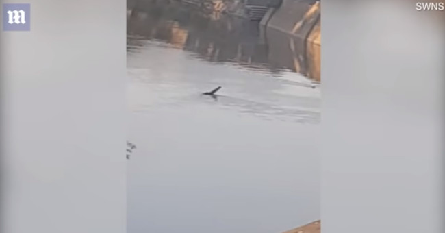 Record 'monsters' like Loch Ness in the British Canal