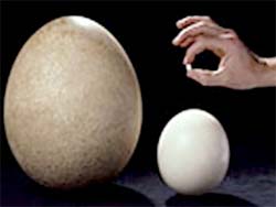 Record of eggs