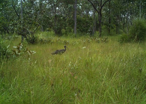 Record rare images of large storks