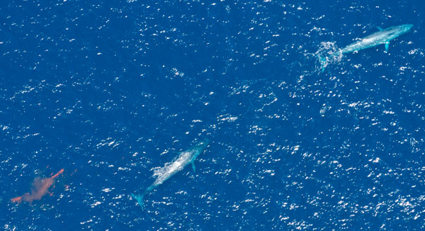 Record the image of the world's largest blue whale