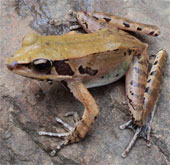 Record the new distribution area of ​​two amphibian species in Vietnam