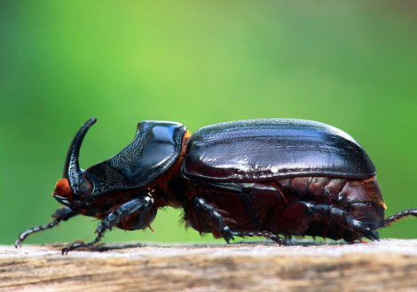 'Recorders' in the animal world
