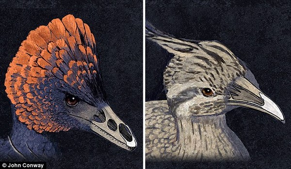 Recreate dinosaur faces from chickens