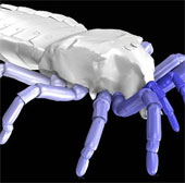 Recreate the 410 million-year-old spider's walking