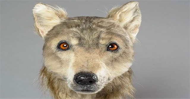 Recreate the face of a 4,000-year-old dog