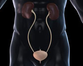 Recreate urinary tube from patient cell