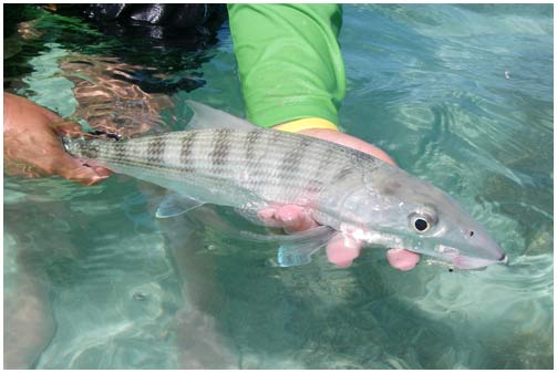 Recreational fishing makes fish hurt badly