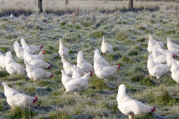 Red alert bird flu in Hong Kong