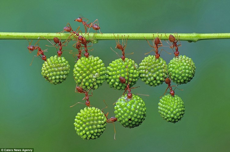 Red ant's superhuman strength