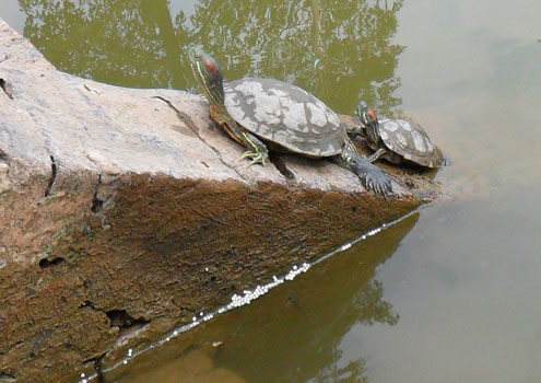 Red ear turtles invade the Sword Lake more and more