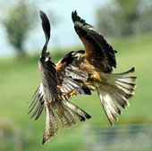 Red hawk launched overhead