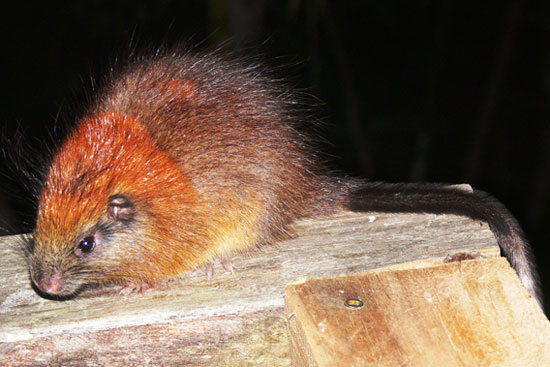 Red head mouse 're-exported' after more than 100 years