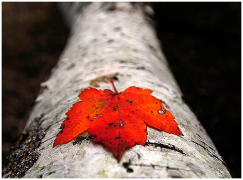 Red in life