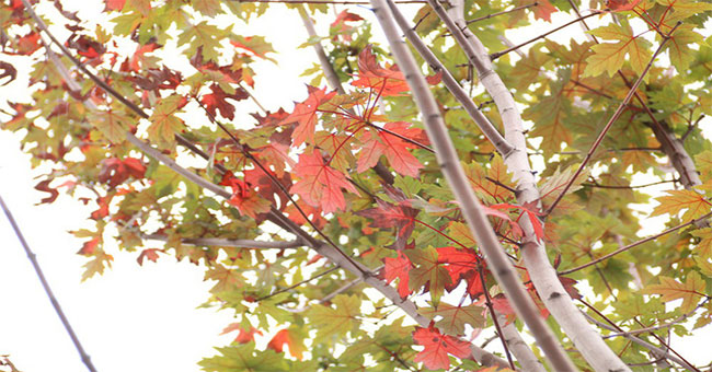 Red maple leaves in Hanoi suddenly show off