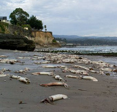 'Red monster' is listed on the US coast