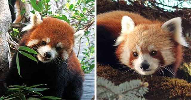 Red panda discovered not only a single species