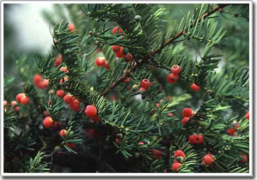 Red pine is specially protected in Lam Dong